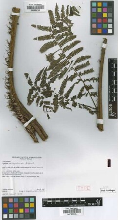 Cyathea austropallescens Lehnert [paratype]