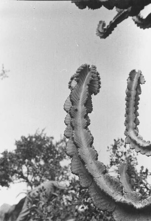 Euphorbia : Nahaufnahme einer Kaktee