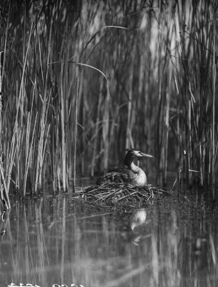 Haubentaucher : Haubentaucher (Podiceps cristatus Linnaeus) beim Brüten.