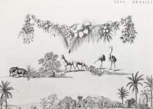 Brasilia Belgica (Karte 35); Ausschnitt: Pflanzen und Tiere