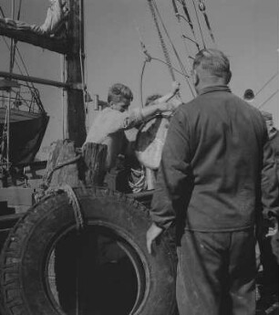 Stralsund. Fischereihafen, Fischer auf einem Boot arbeitend
