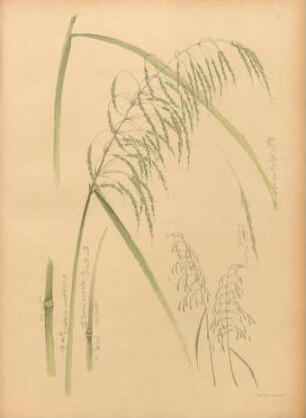 C [Étude d'herbes de la famille des graminées. ...]