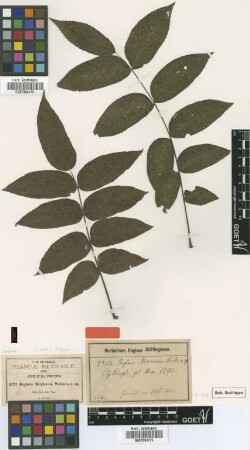 Juglans mexicana S.Watson [type]