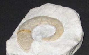 "Ammonit" Allocrioceras