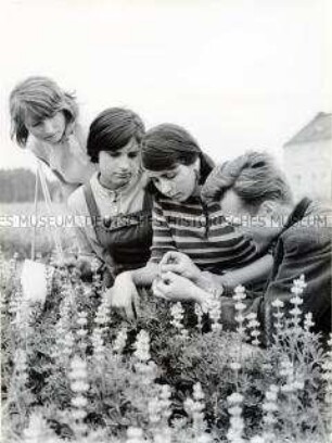 Auszubildende des Volkseigenen Guts (VEG) Pflanzenproduktion Trebatsch studieren Pflanzen auf dem Feld