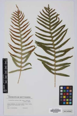 Polypodium australe azoricum (Carv. Vasc.) E.Nardi
