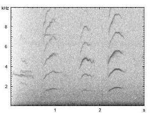 Haushund | Canis lupus f. familiaris - Winseln