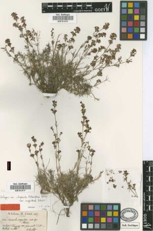Asperula lilaciflora Boiss. var. Boiss. caespitosa[isotype]