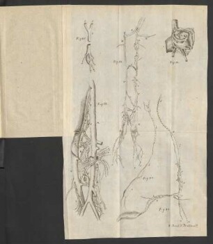 Fig. 81. - Fig. 86.