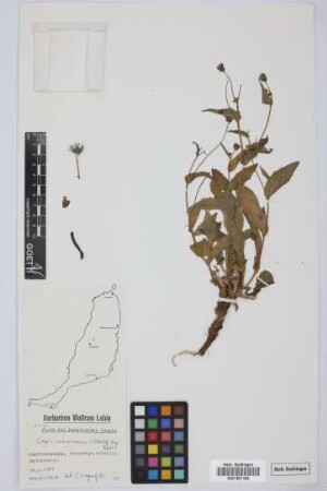 Crepis canariensis (Sch.Bip. ex Sch.Bip.) Babc. ex Babc.