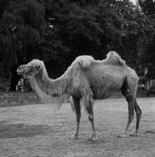 Zootiere. Kamel