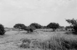 Vegetationsansicht : Blick auf eine Graslandschaft mit Bäumen