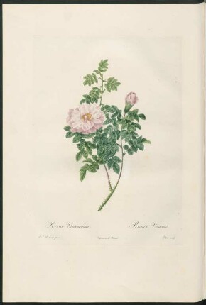 Rosa Ventenatiana. Rosier Ventenat. Victor sculp.