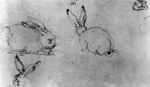 Kaninchen-Studien