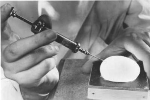 Küken Brüterei im Jahre 1949. Ein Ei wird künstlich befruchtet