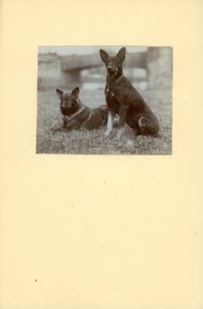 Deutsche Schäferhunde : Portrait zweier Deutscher Schäferhunde.