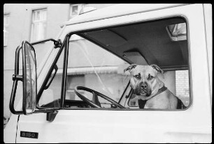 Hund am Steuer eines Autos