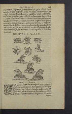 De muscis. Cap. XXV.
