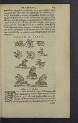 De muscis. Cap. XXV.