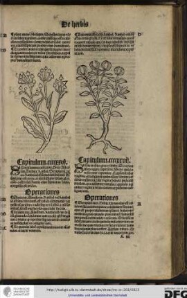 Semen lumbricorum latine, grece albasan, arabice kanbel. Serapion libro aggregationis kanbel id est semen lumbricorum assimilatur enim arene...