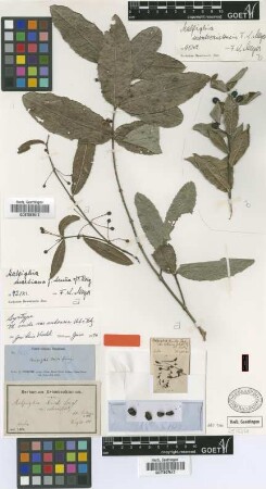 Malpighia cnide Spreng.