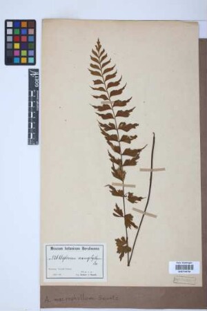 Asplenium macrophyllum Sw.