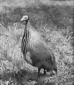 Geierperlhuhn (Acryllium vulturinum Hardw.) : Breslau (Wroclaw/Polen). Zoologischer Garten. Geierperlhuhn (Acryllium vulturinum Hardw.)