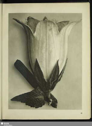 Campanula alliariifolia. Glockenblume. Blüte in 10facher Vergrößerung