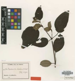 Phaeoneuron dicellandroides Gilg [type]