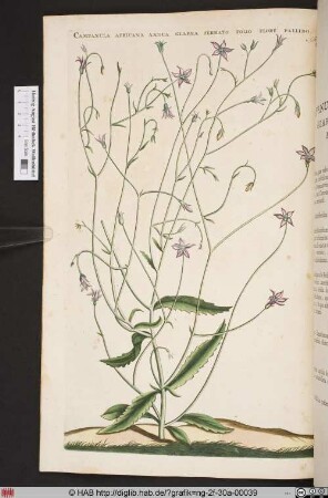 CAMPANULA AFRICANA ANNUA GLABRA SERRATO.