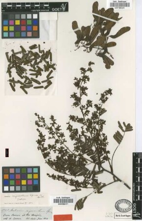 Machaerium myrianthum Spruce ex Benth. [isotype]