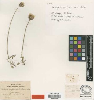 Centaurea simplicicaulis Boiss. & Huet [type]