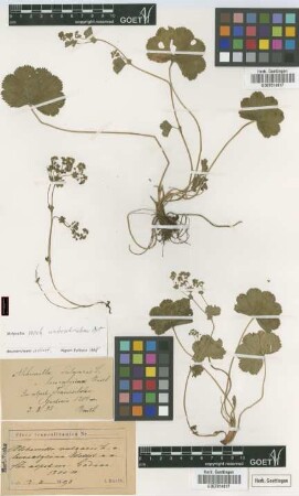 Alchemilla vulgaris L. var. leiocalycina (?)