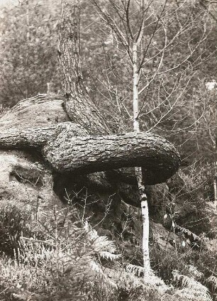 Sächsische Schweiz, Großer Bärenstein. Kiefer (Pinus sylvestris) mit einer von einer Stammschlinge umfaßten Birke (sog. Schlangenkiefer)