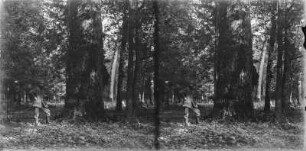 Im Wald : Rudolf Zimmermann neben einem Baum stehend.