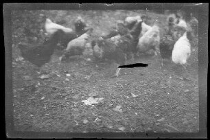 Nicht identifizierbare Ortschaft in Nordfrankreich oder Belgien: Hühner in einem Hühnerhof (Nahaufnahme)