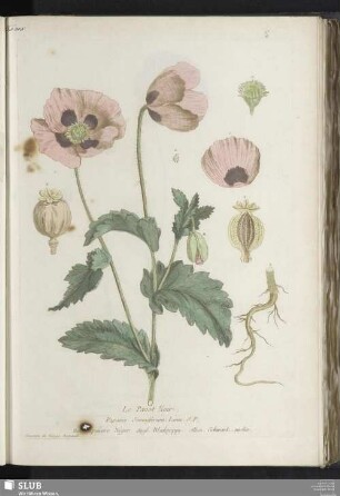Le Pavot Noir