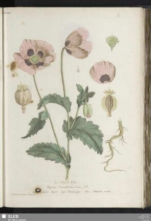 Le Pavot Noir