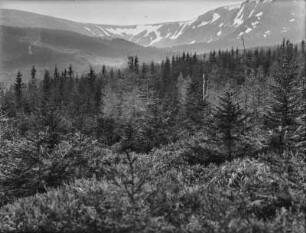 Wald : Blick über einen Wald