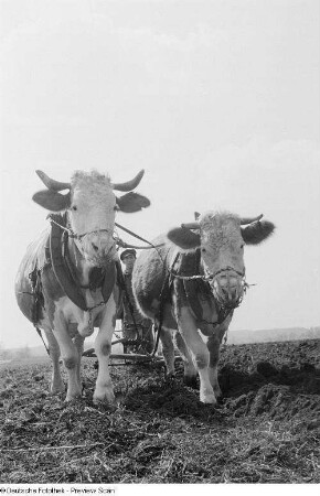 Zwei gespannte Rinder mit Kummets, dahinter ein Bauer