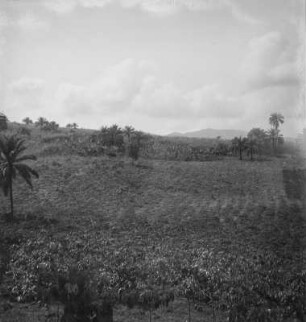 Kaffeeplantage (Kamerunreise 1937)