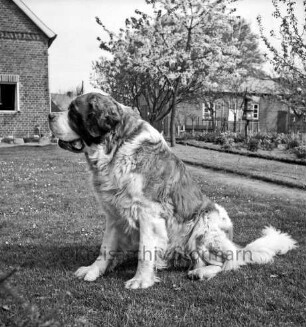 Bernhardinerzucht Heldt: Siegerhund "Astor vom Heldenhof" auf Rasen: hinten links Wohnhaus: hinten rechts Bäume und Gebäude