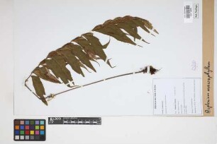 Asplenium macrophyllum Sw.