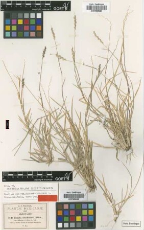 Hilaria cenchroides Kunth var. ciliata Scribn.[isotype]