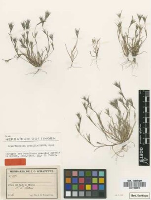 Schaffnera gracilis Benth. [isotype]