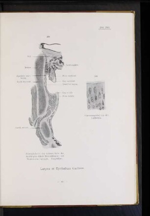 Larynx et Epithelium tracheae.