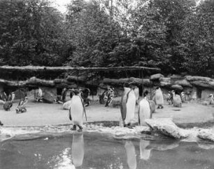 Pinguin Gehege : Tierpark Hagenbeck