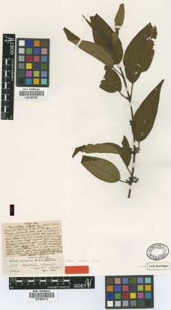 Staphidiastrum obliquum Griseb.