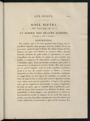 121-122, Rosa Bifera (Alba.) Le Rosier des Quatre Saisons (Variété à Fleurs blanches.)