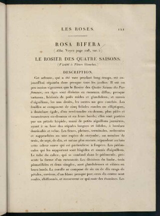 121-122, Rosa Bifera (Alba.) Le Rosier des Quatre Saisons (Variété à Fleurs blanches.)
